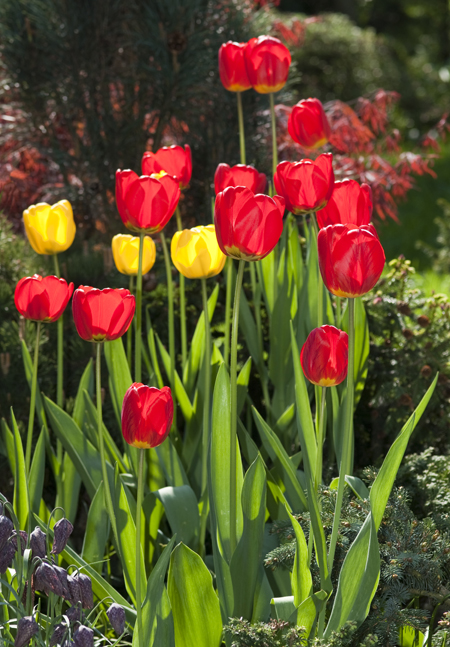 Skupina tulipánů v protisvětle
