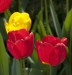Detail tulipánů