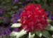 Zářivě rudý rhododendron