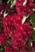 Rudý rhododendron 
